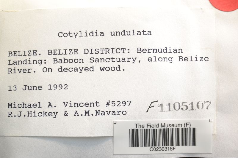 Cotylidia undulata image