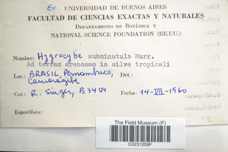 Hygrocybe subminutula image