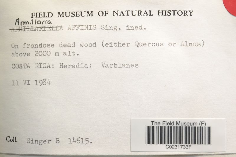 Armillaria affinis image