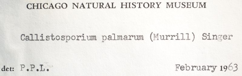 Callistosporium palmarum image