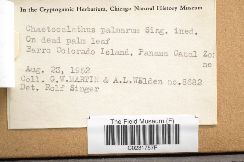 Callistosporium palmarum image