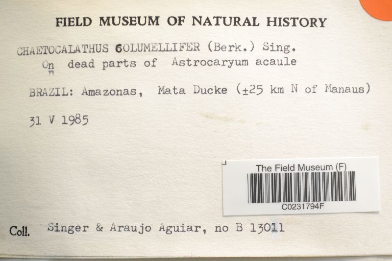 Chaetocalathus columellifer image