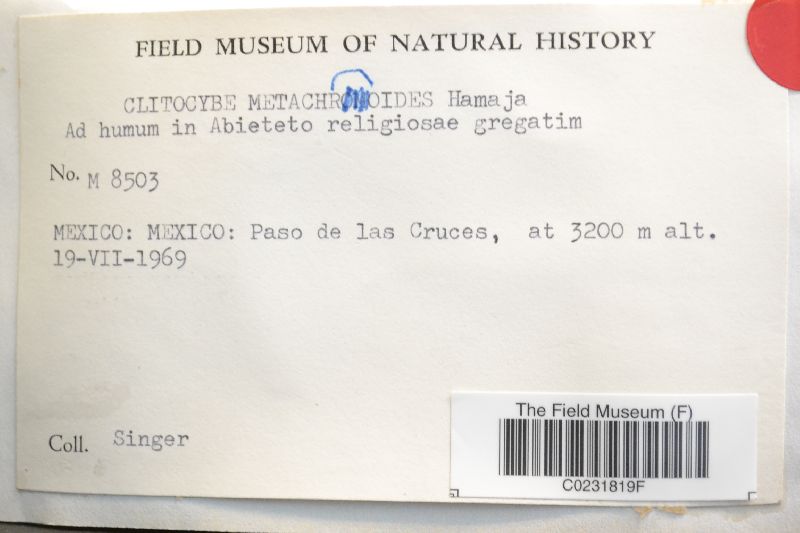 Clitocybe metachroides image