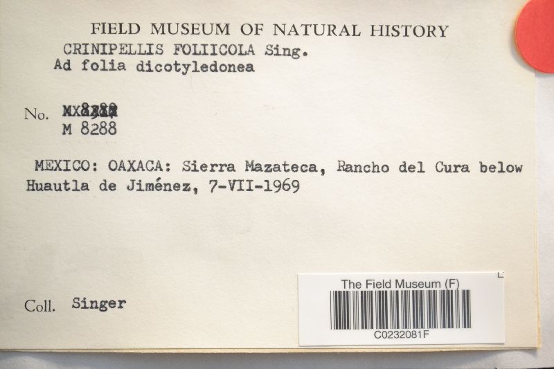 Crinipellis foliicola image