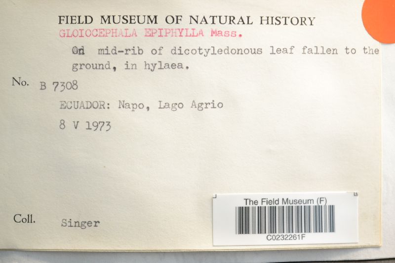 Gloiocephala epiphylla image