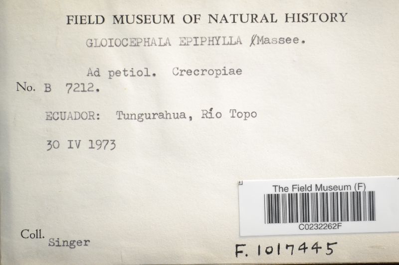 Gloiocephala epiphylla image