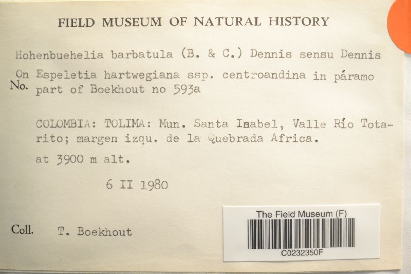 Hohenbuehelia barbatula image