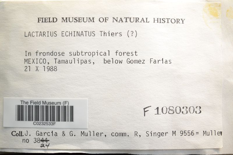 Lactarius echinatus image