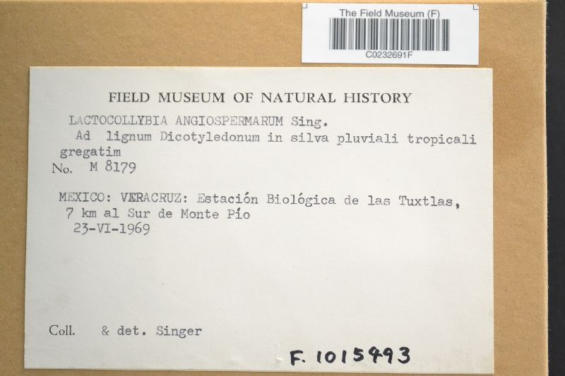 Lactocollybia epia image