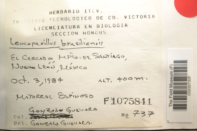 Leucopaxillus brasiliensis image