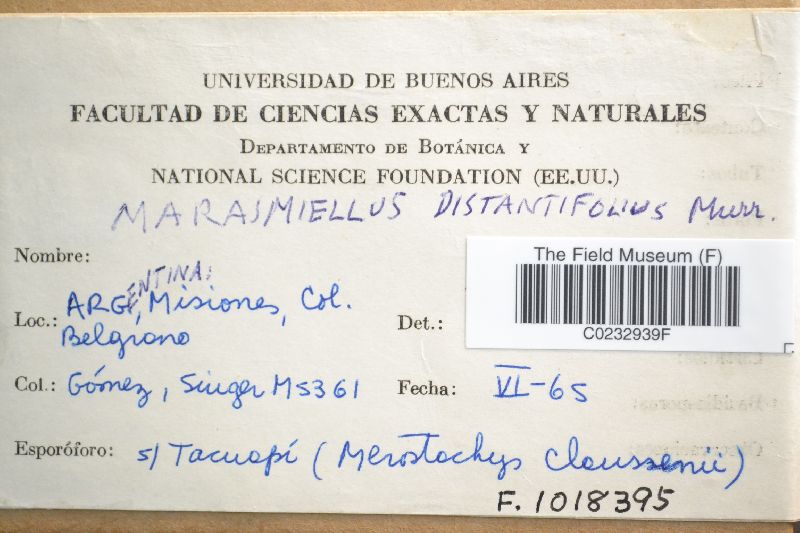 Marasmiellus distantifolius image