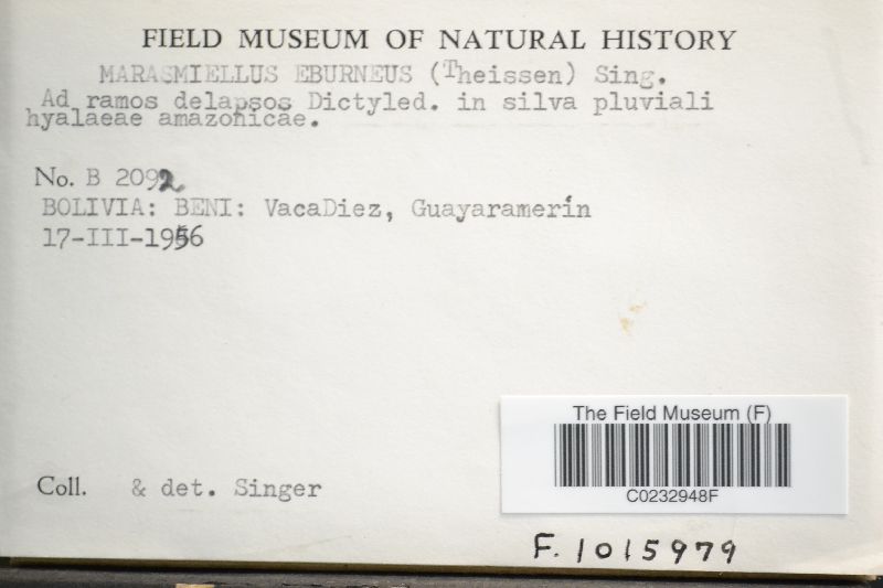 Marasmiellus eburneus image