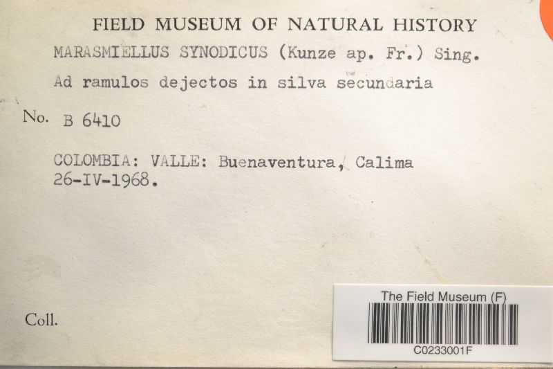 Marasmiellus synodicus image