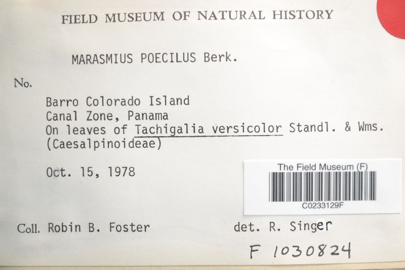 Marasmius poecilus image