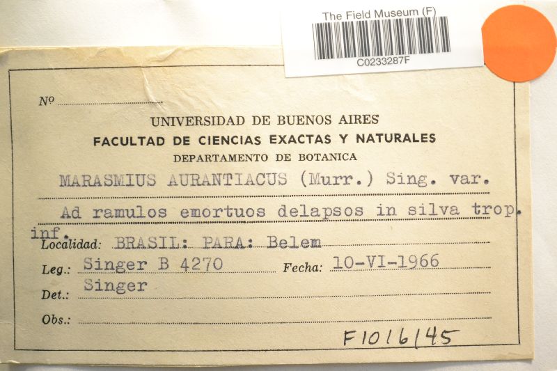 Marasmius aurantiacus image