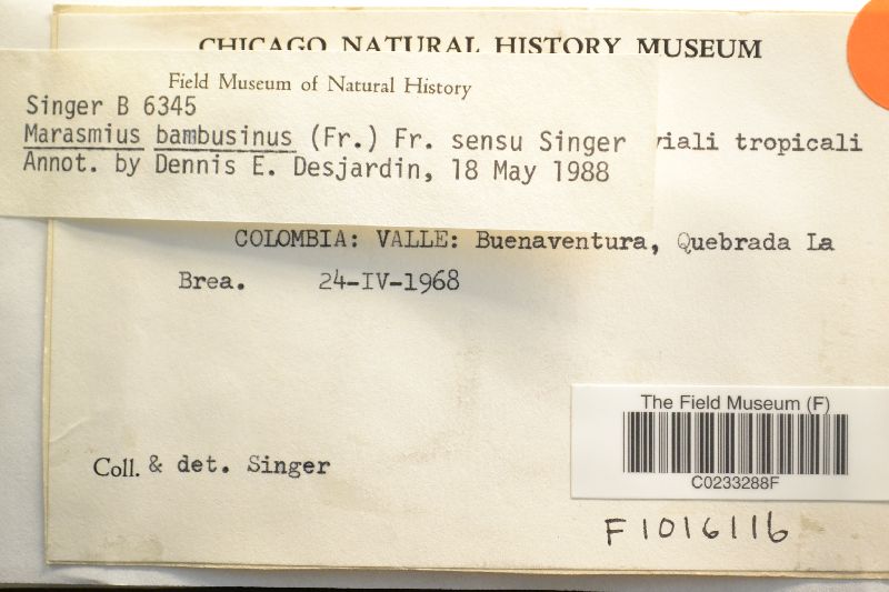 Marasmius bambusinus image