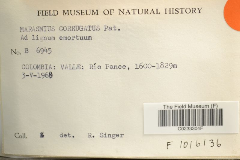Marasmius corrugatus image