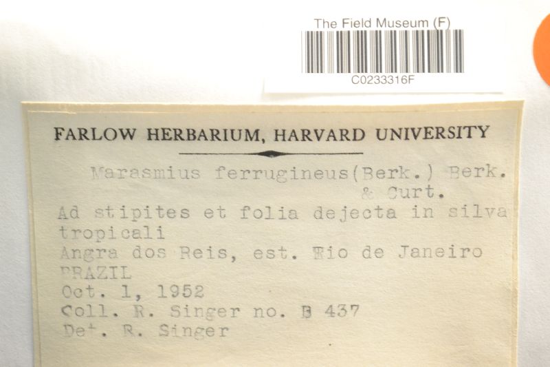 Marasmius ferrugineus image