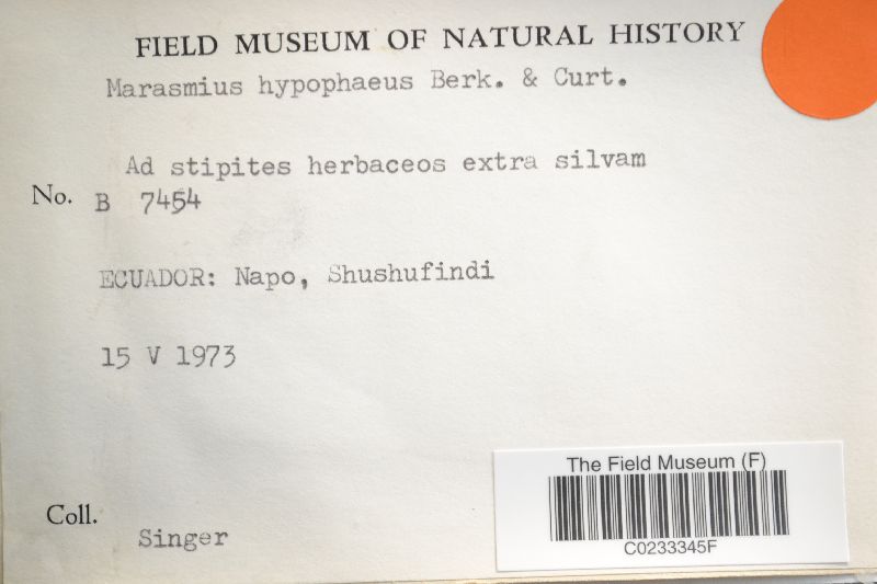 Marasmius hypophaeus image