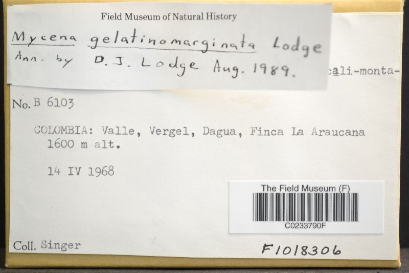 Mycena gelatinomarginata image