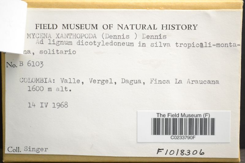 Mycena gelatinomarginata image