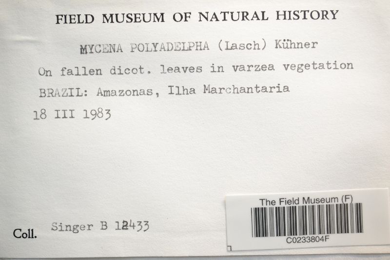 Mycena polyadelpha image