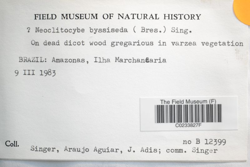 Neoclitocybe byssiseda image