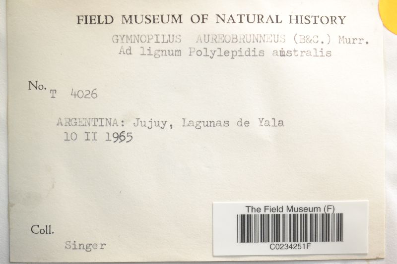 Gymnopilus aureobrunneus image