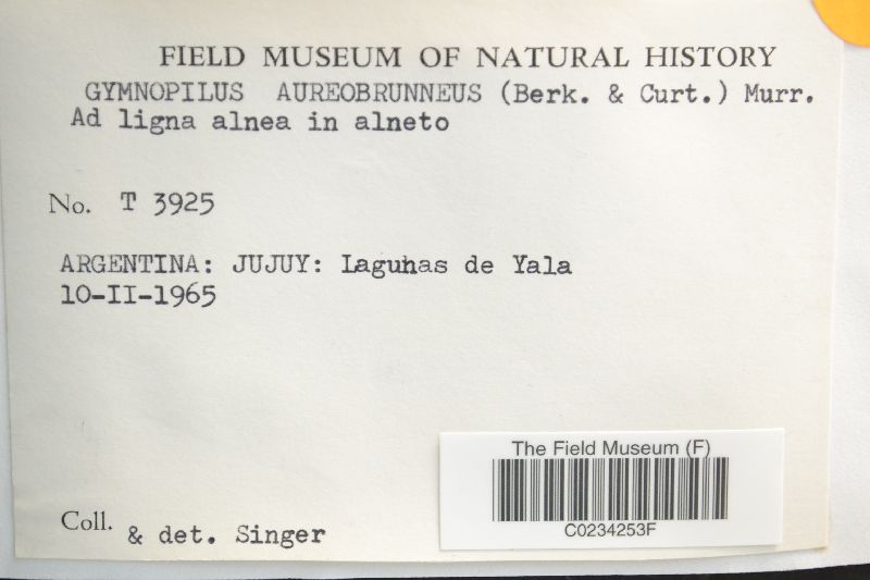 Gymnopilus aureobrunneus image
