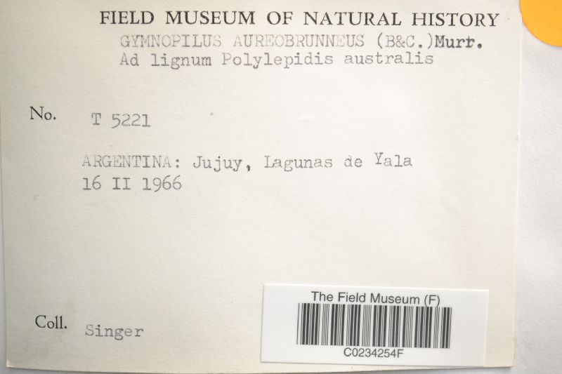 Gymnopilus aureobrunneus image