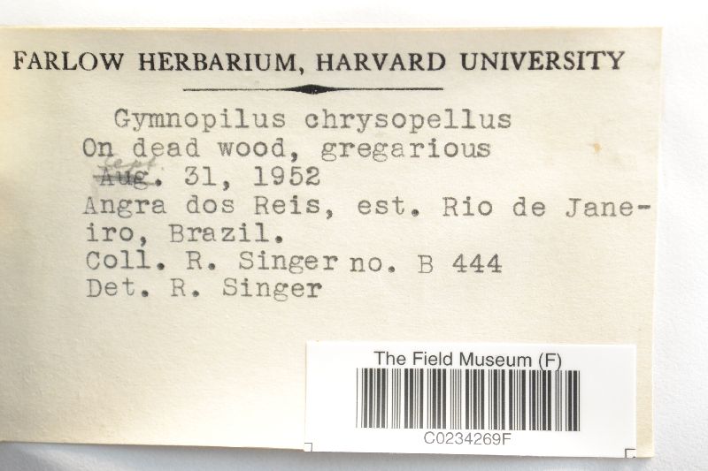 Gymnopilus chrysopellus image