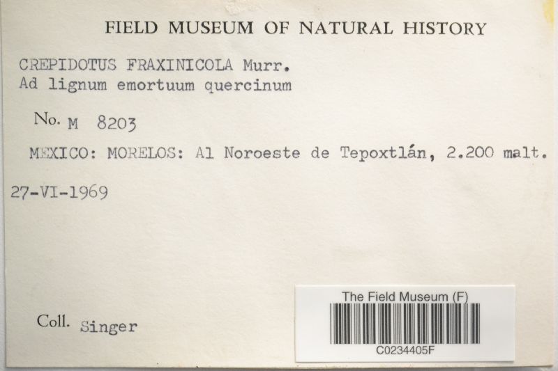 Crepidotus fraxinicola image
