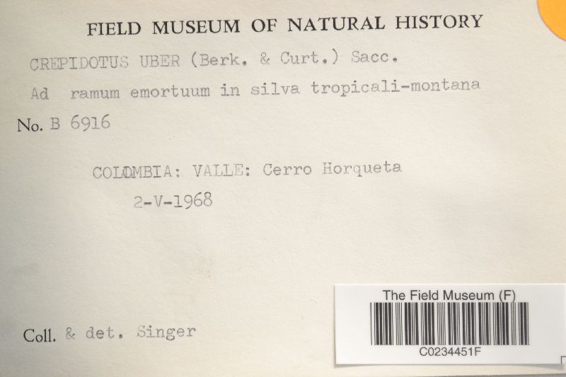 Crepidotus uber image
