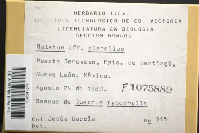 Boletus glabellus image