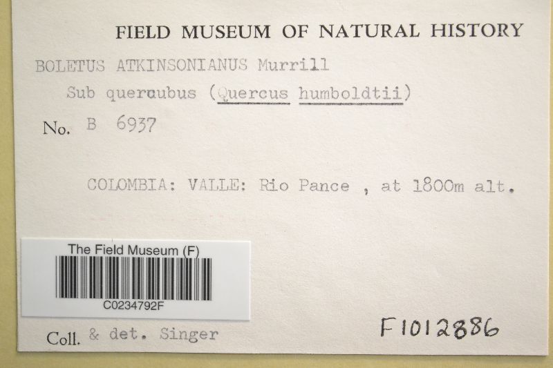 Boletus atkinsonianus image