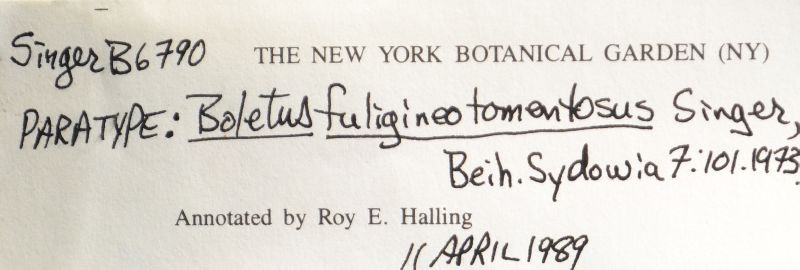 Boletus fuligineotomentosus image