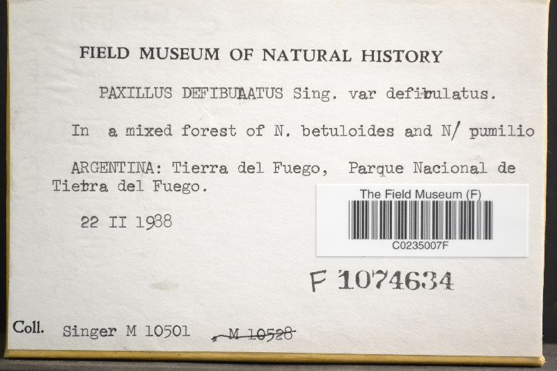 Paxillus defibulatus image