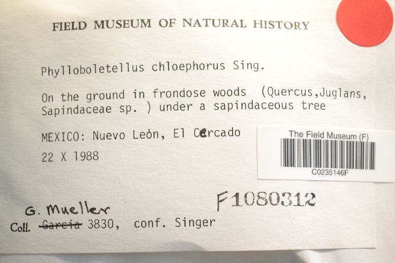 Phylloboletellus chloephorus image
