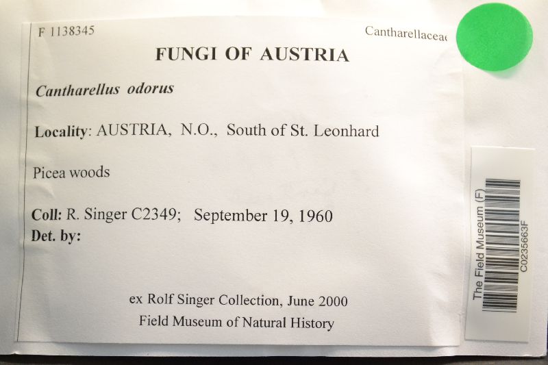 Cantharellus odorus image