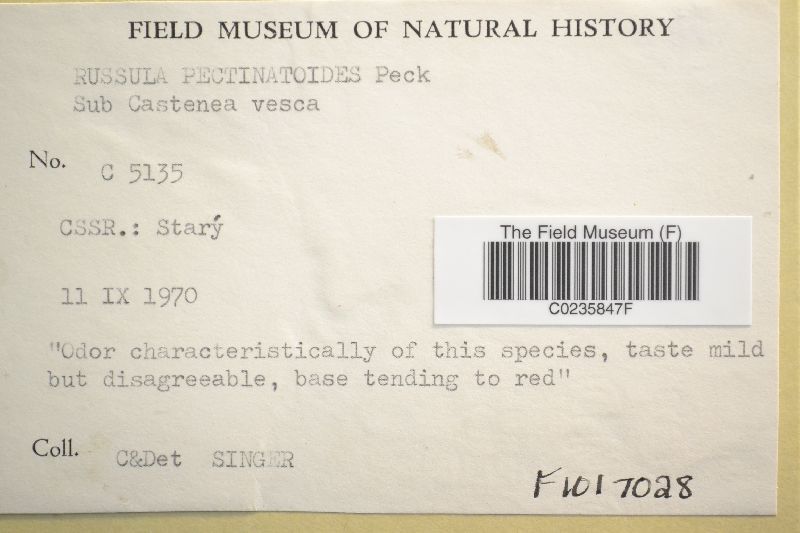 Russula pectinatoides image