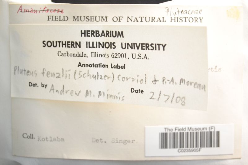 Pluteus fenzlii image