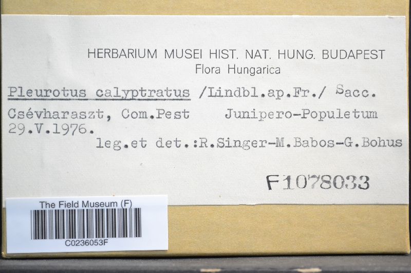 Pleurotus calyptratus image