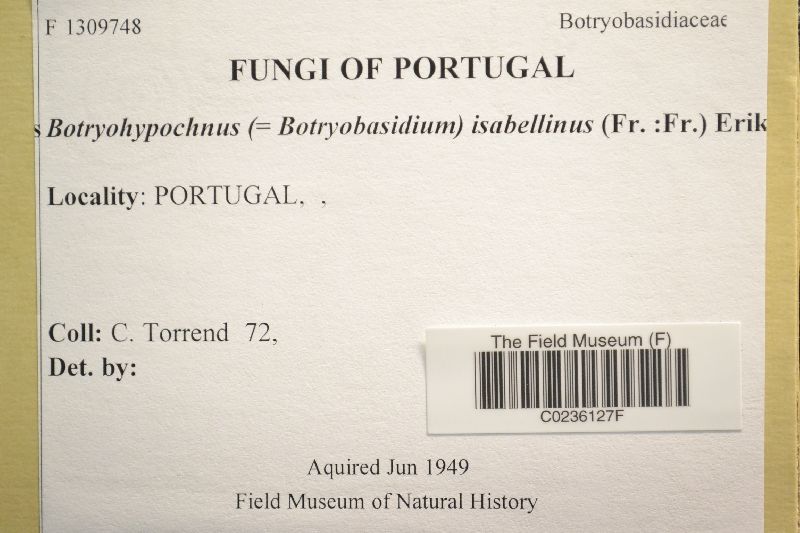 Botryohypochnus isabellinus image