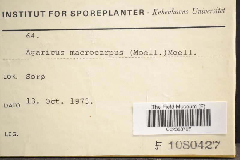 Agaricus macrocarpus image