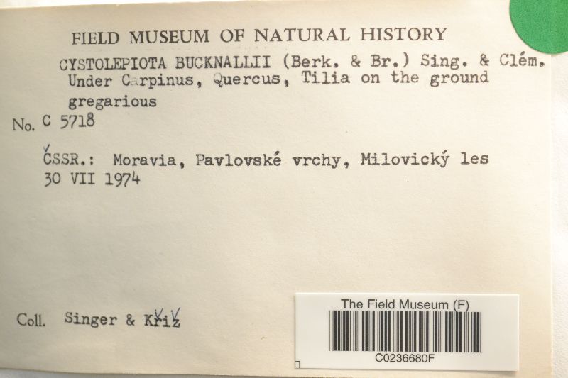 Cystolepiota bucknallii image