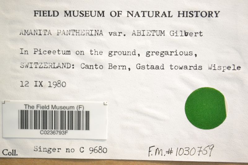 Amanita pantherina var. abietum image