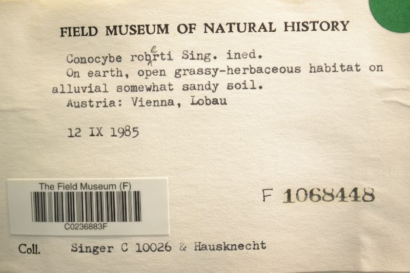 Conocybe robertii image