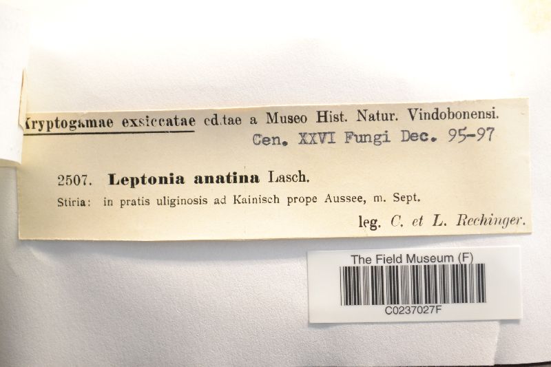 Entoloma anatinum image