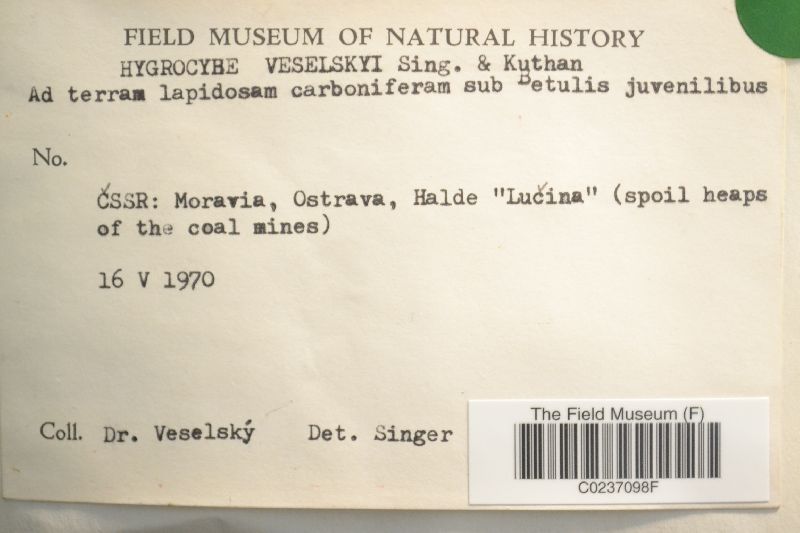 Hygrocybe veselskyi image
