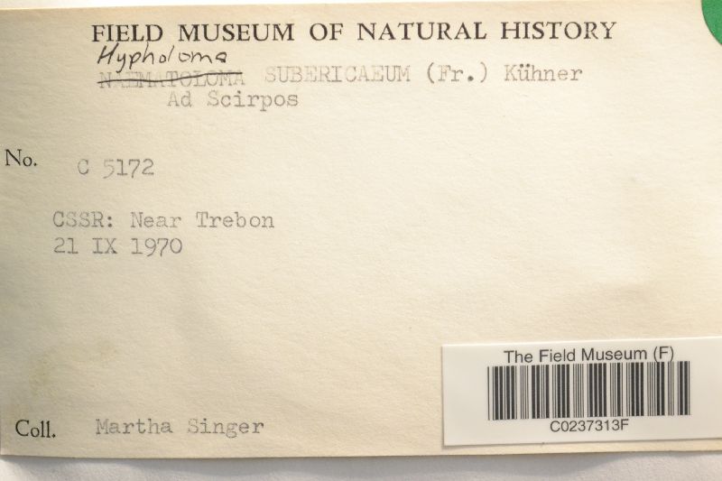 Hypholoma subericaeum image